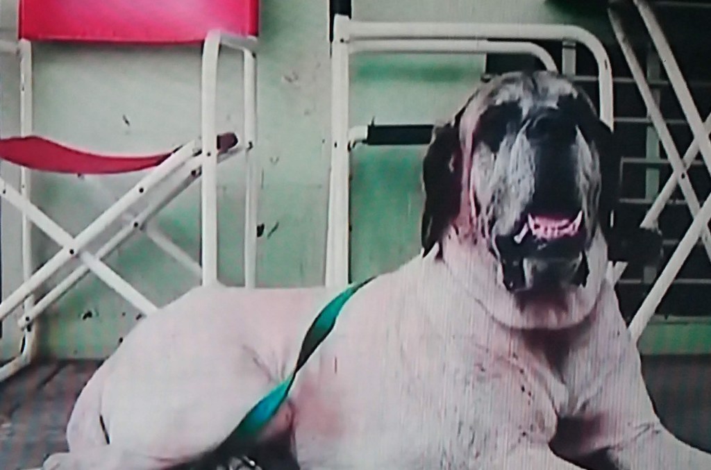 O PRESIDENTE ESQUIZOFRÊNICO DA&nbsp;ARGENTINA